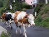 Balade en Alsace l'été