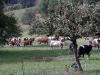 Balade en Alsace l'été