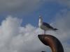 Le Cotentin en juillet