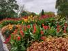 Jardin botanique de Montréal