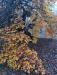 Balades en champagne Novembre 2025