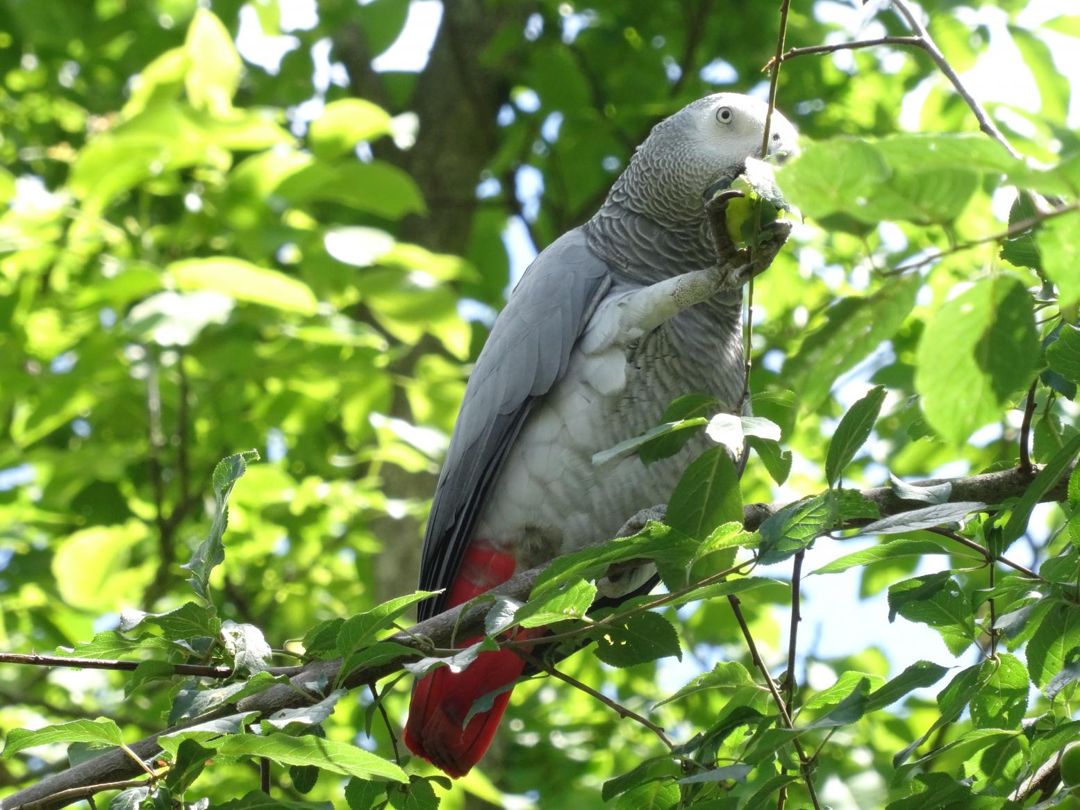 Balade dans le Bio Parc de Doué-la-Fontaine