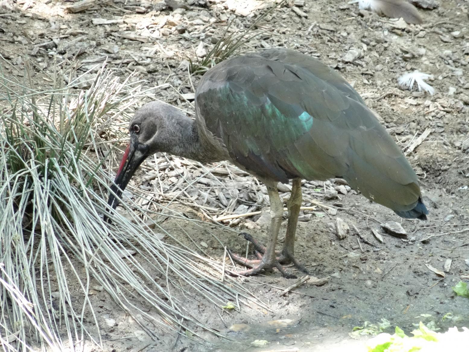 Balade dans le Bio Parc de Doué-la-Fontaine
