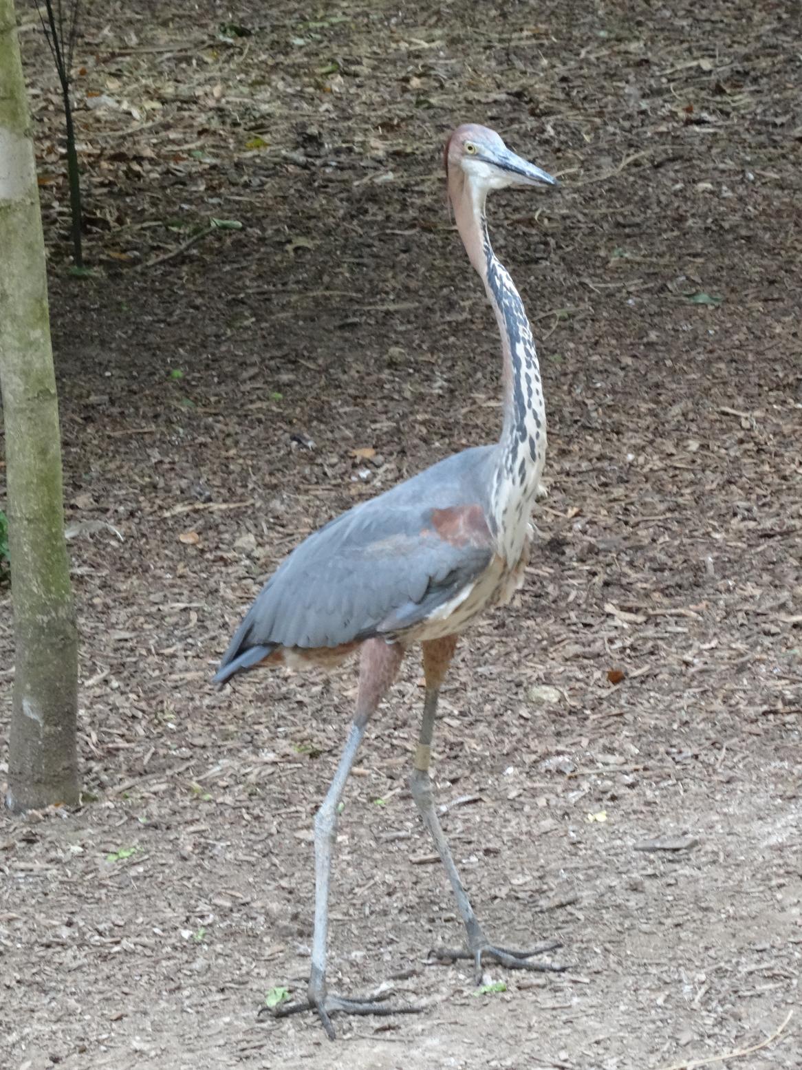 Balade dans le Bio Parc de Doué-la-Fontaine