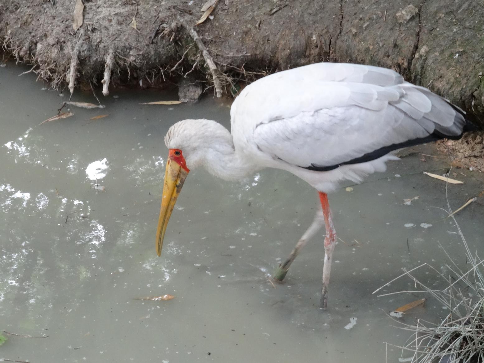 Balade dans le Bio Parc de Doué-la-Fontaine