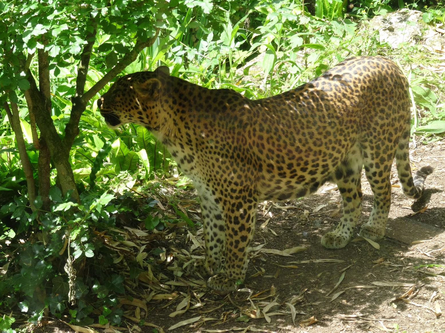 Balade dans le Bio Parc de Doué-la-Fontaine