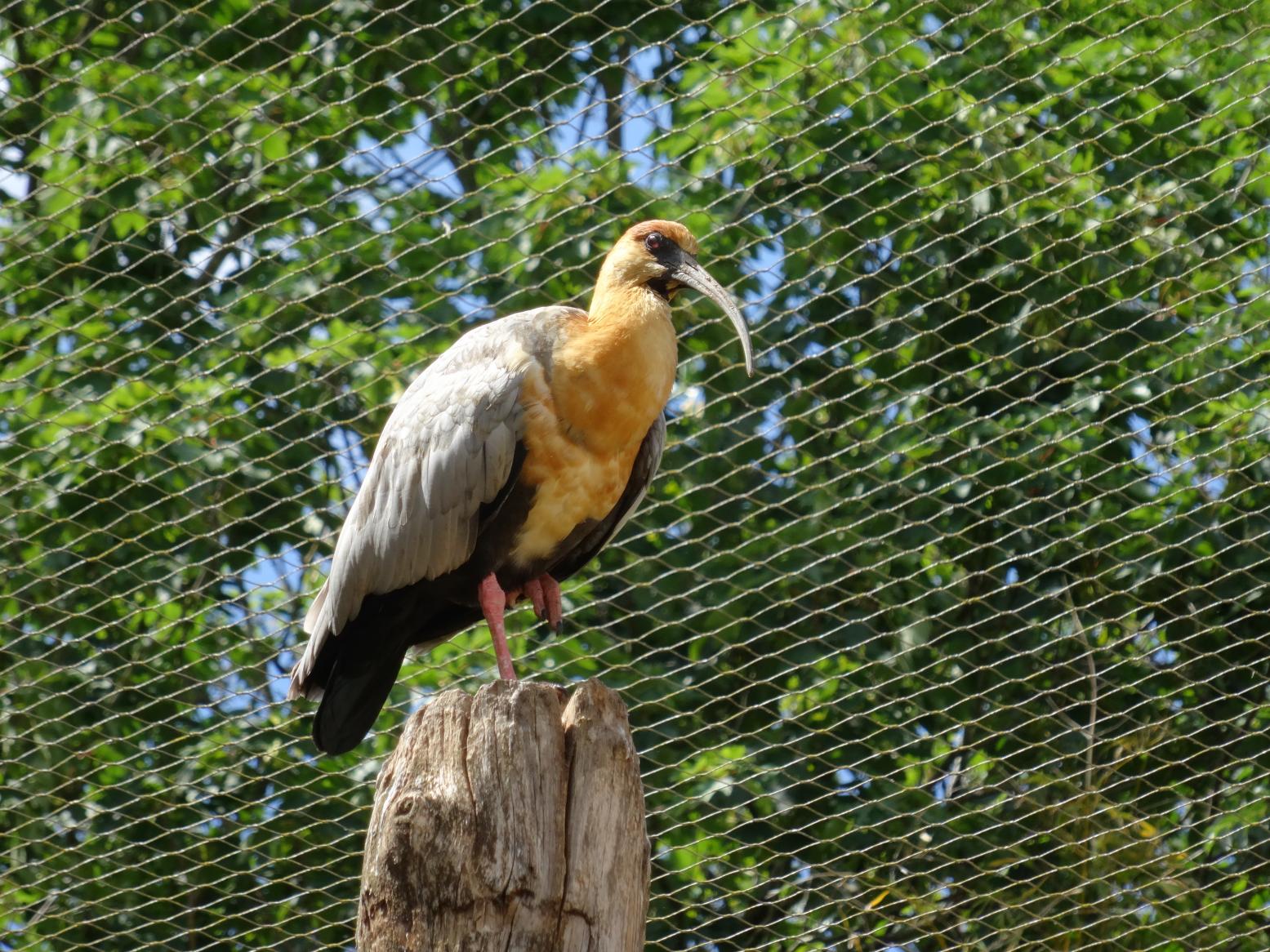 Balade dans le Bio Parc de Doué-la-Fontaine
