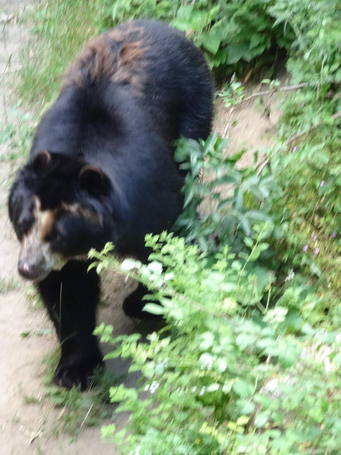 Balade dans le Bio Parc de Doué-la-Fontaine