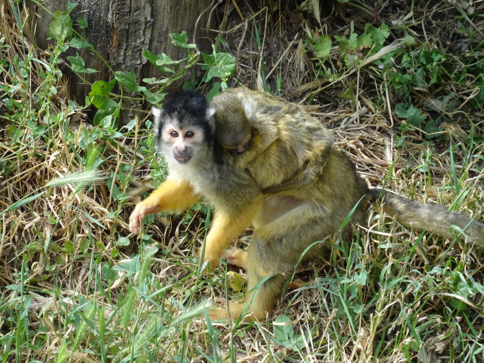 Balade dans le Bio Parc de Doué-la-Fontaine