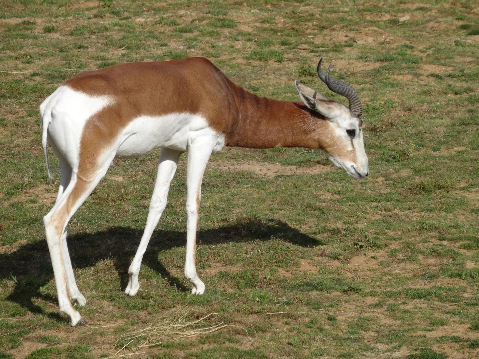 Balade dans le Bio Parc de Doué-la-Fontaine