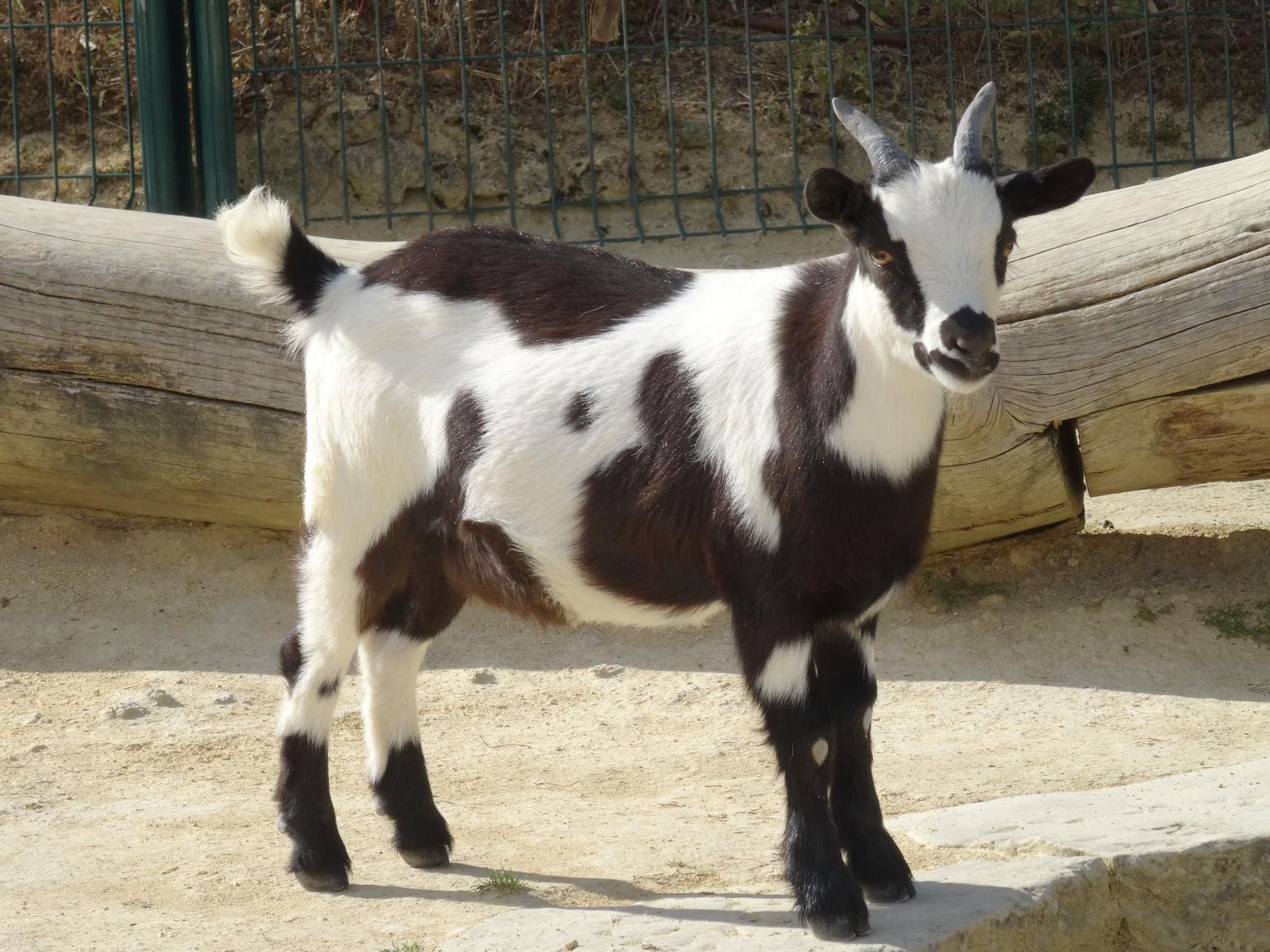 Balade dans le Bio Parc de Doué-la-Fontaine