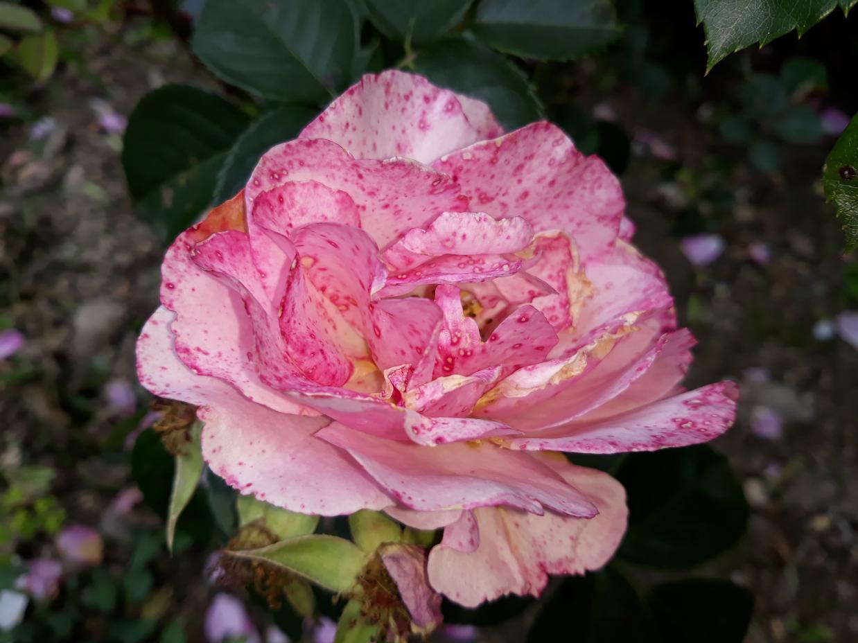 Les Chemins de la Rose (Val de Loire)