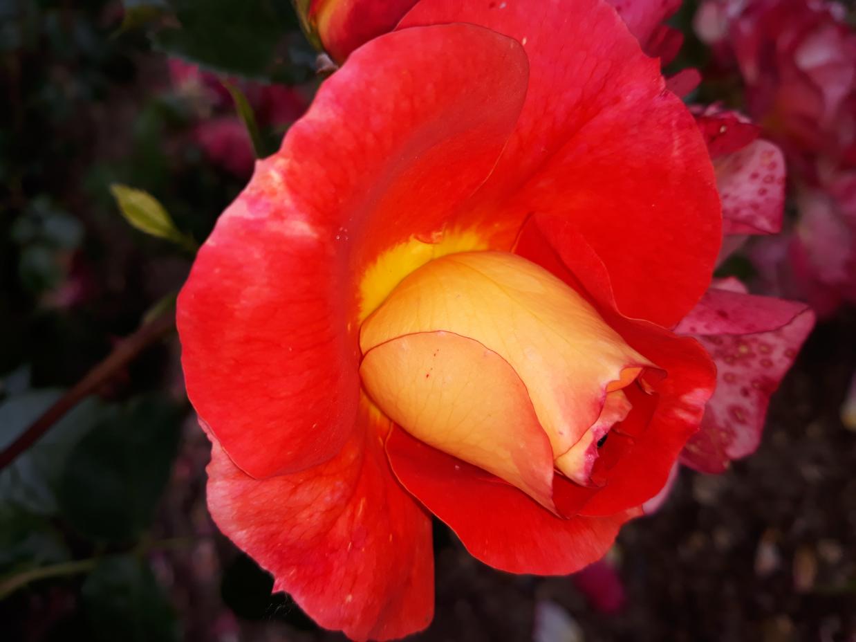 Les Chemins de la Rose (Val de Loire)