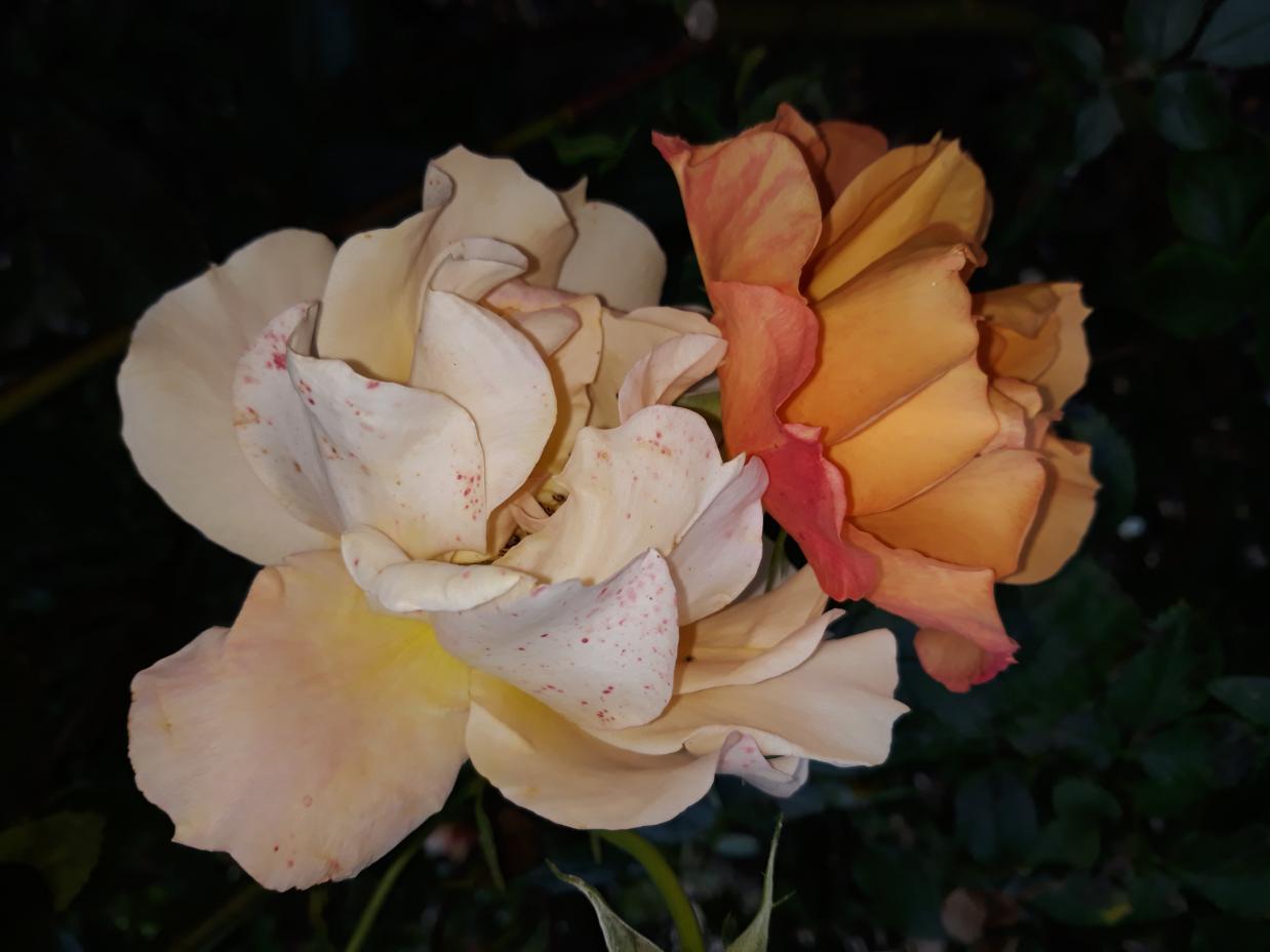 Les Chemins de la Rose (Val de Loire)
