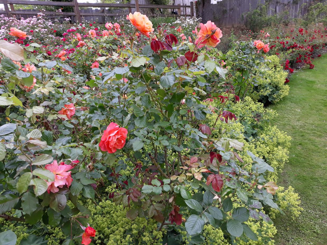 Les Chemins de la Rose (Val de Loire)