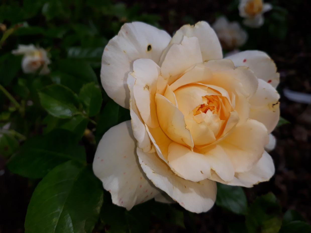 Les Chemins de la Rose (Val de Loire)
