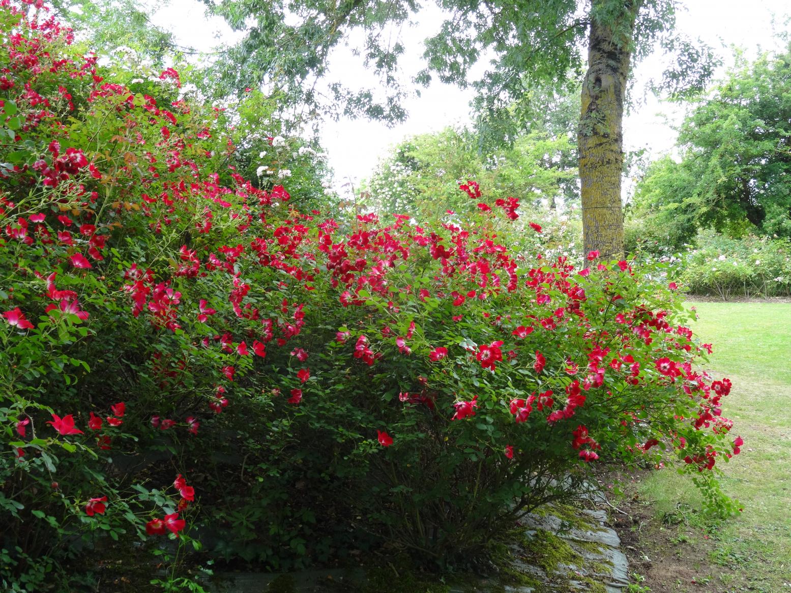 Les Chemins de la Rose (Val de Loire)