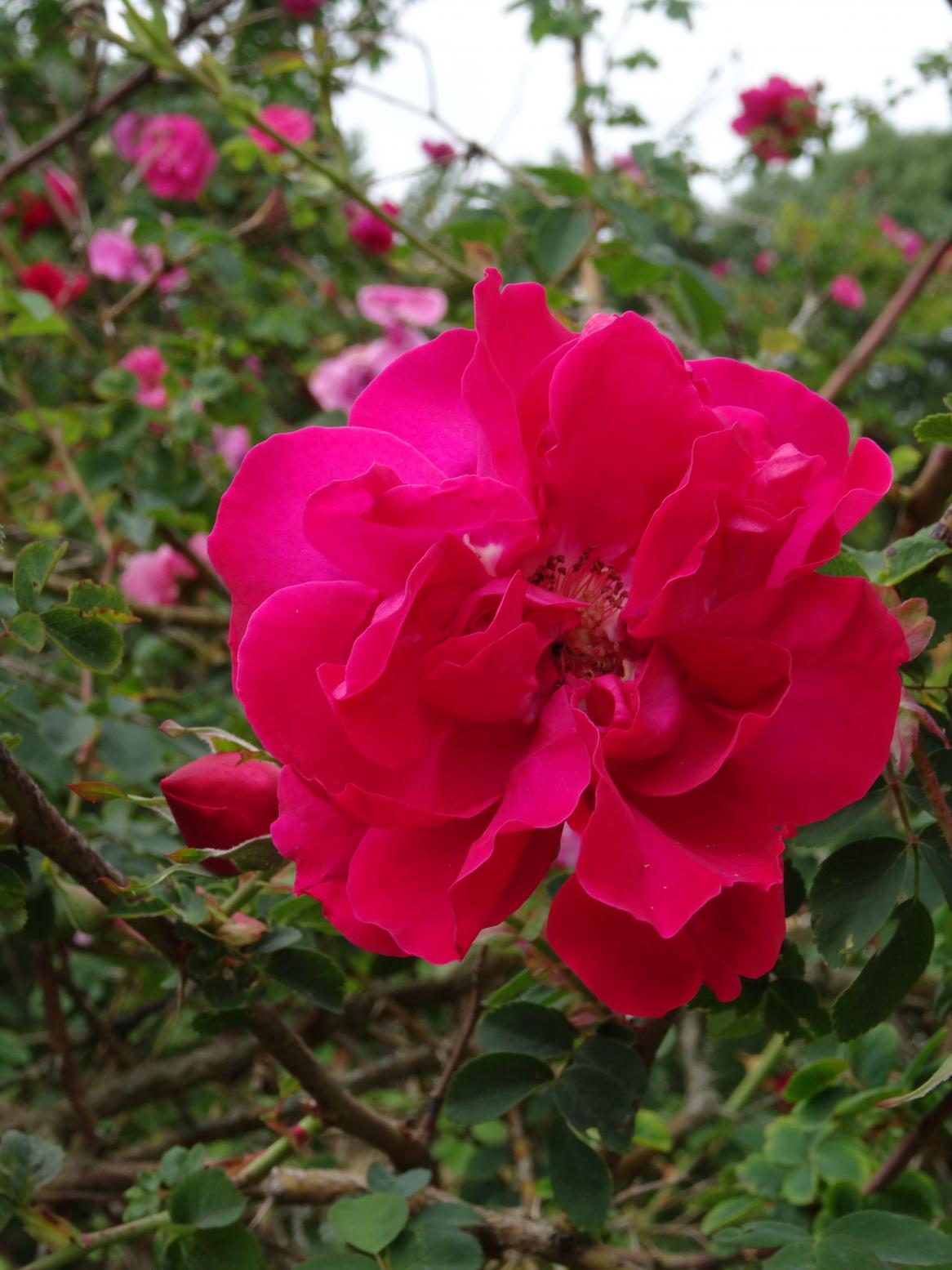 Les Chemins de la Rose (Val de Loire)