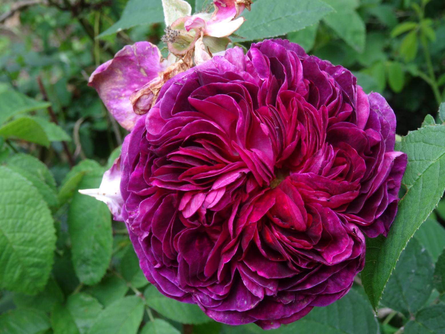 Les Chemins de la Rose (Val de Loire)