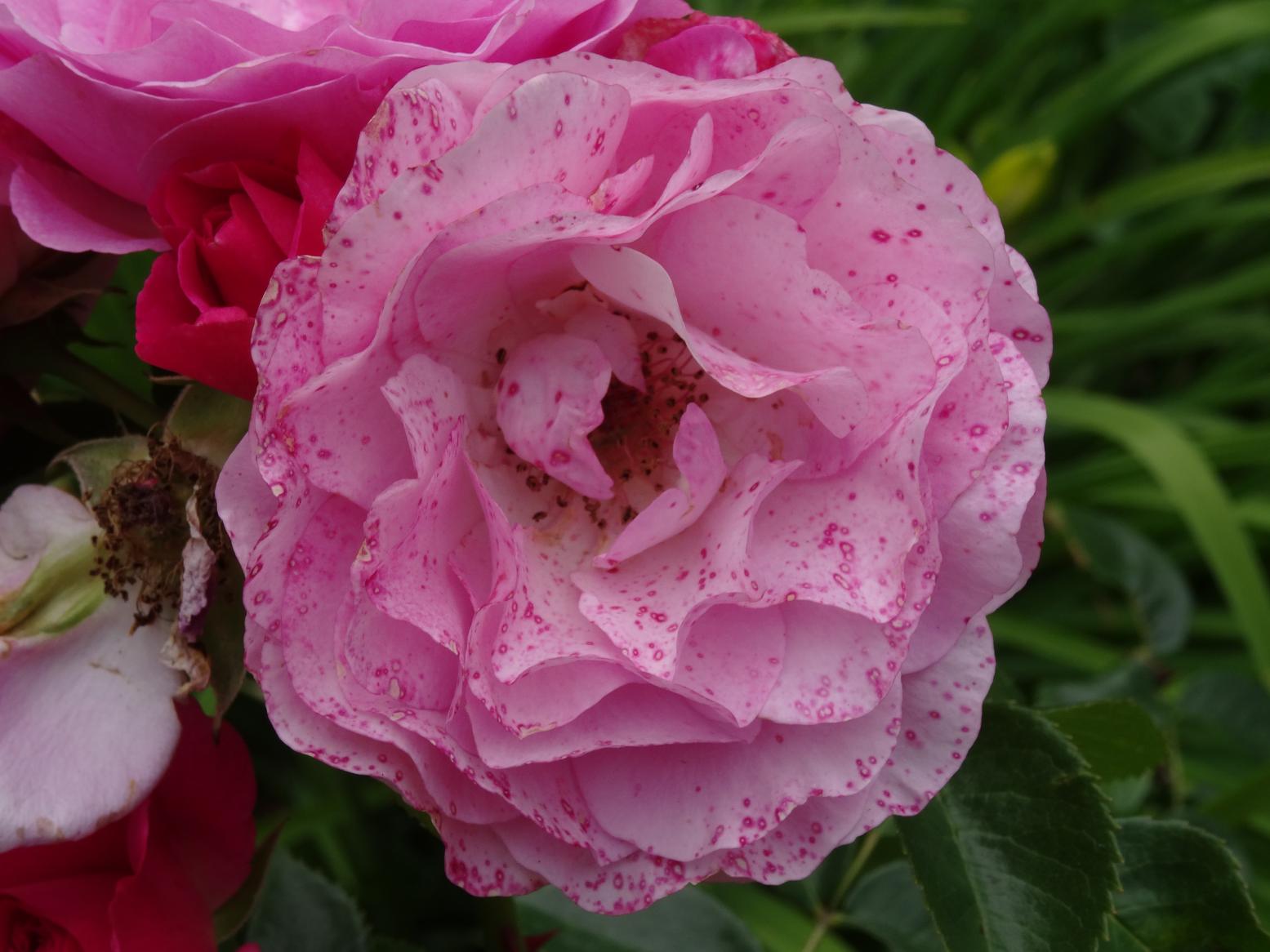 Les Chemins de la Rose (Val de Loire)
