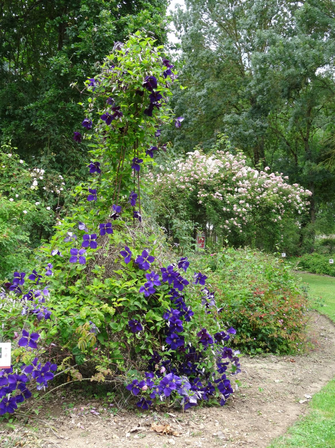 Les Chemins de la Rose (Val de Loire)