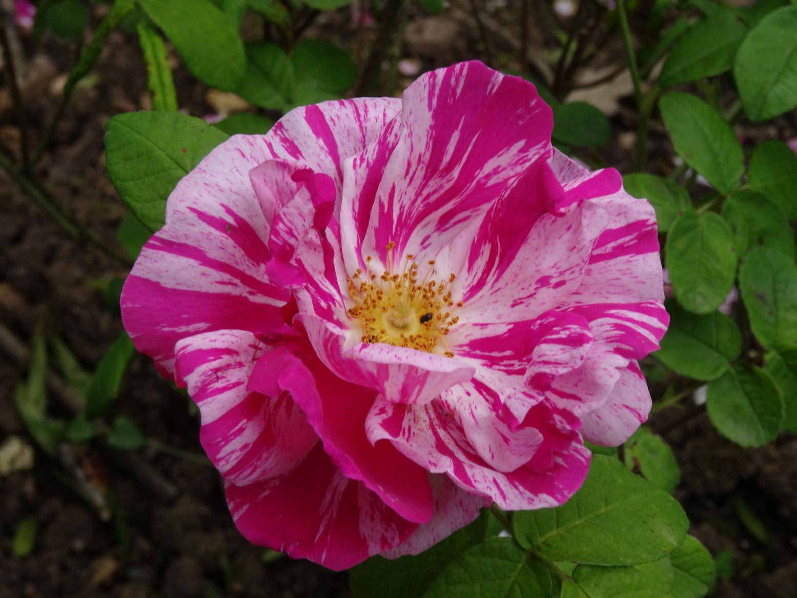 Les Chemins de la Rose (Val de Loire)
