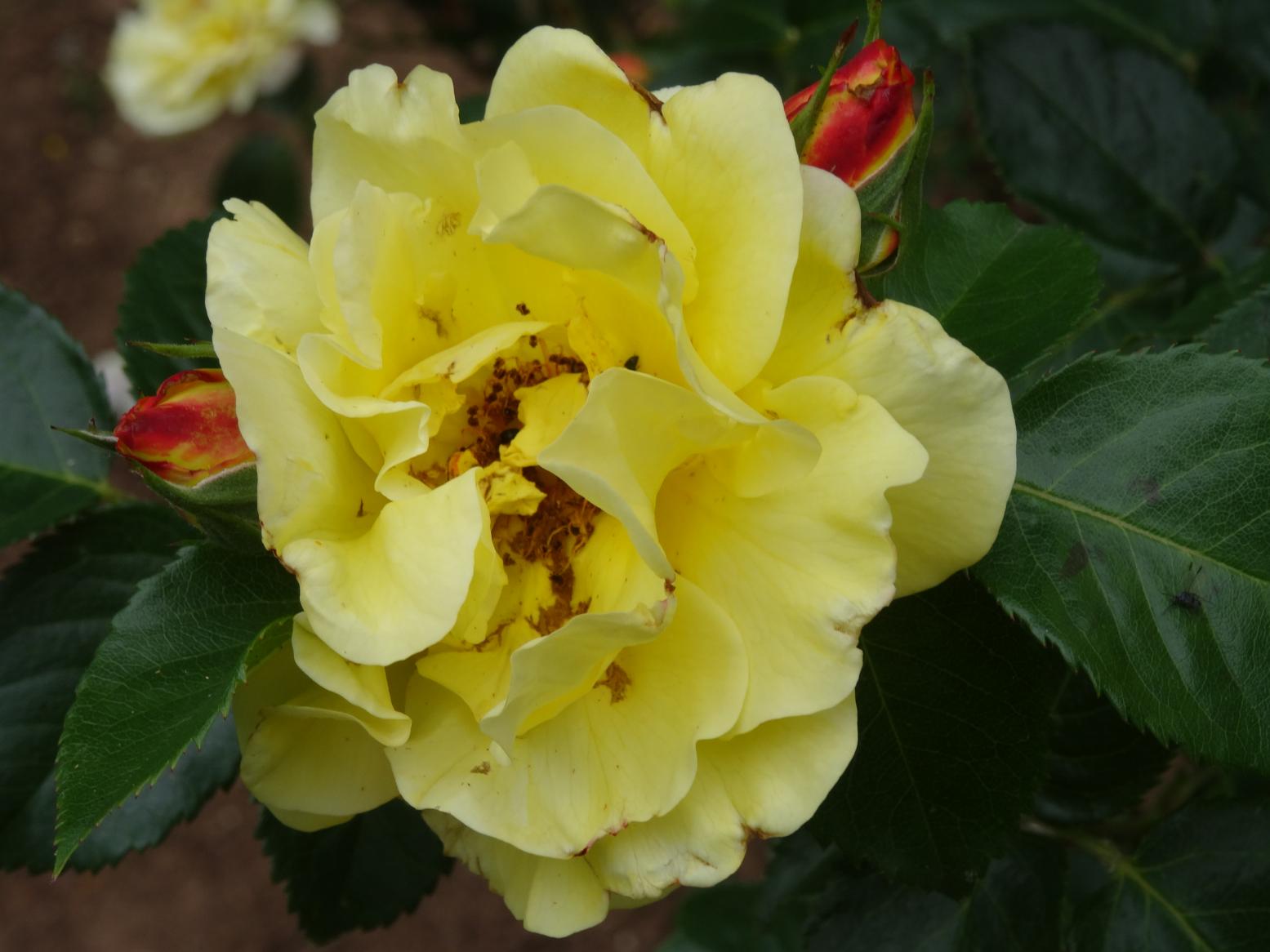 Les Chemins de la Rose (Val de Loire)