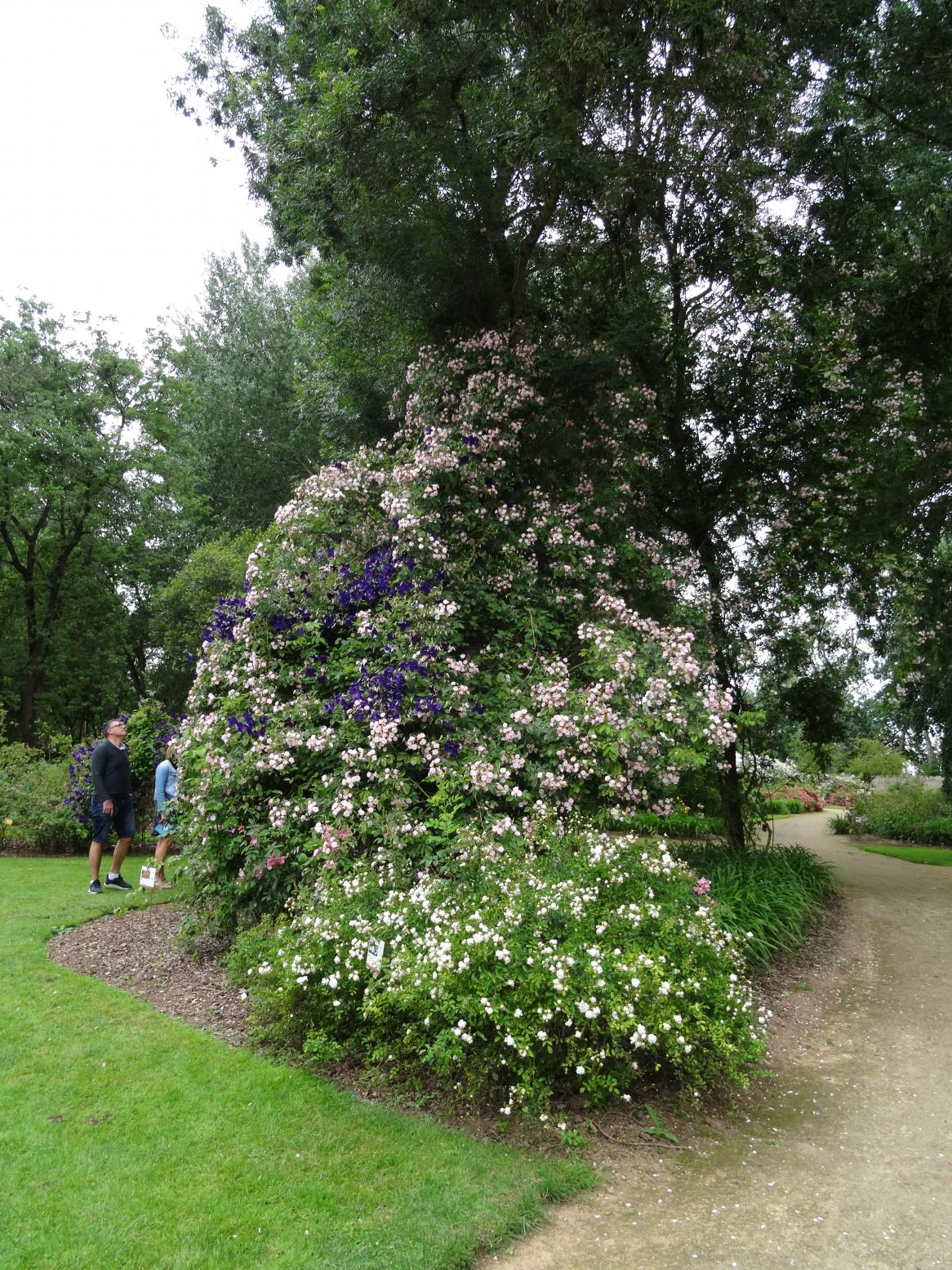 Les Chemins de la Rose (Val de Loire)