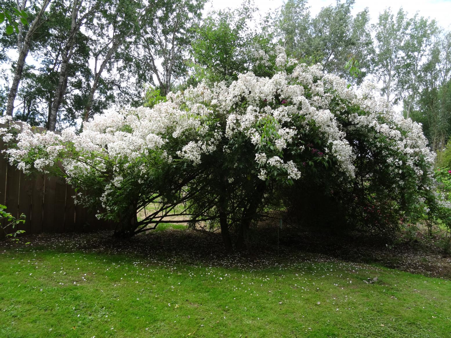 Les Chemins de la Rose (Val de Loire)