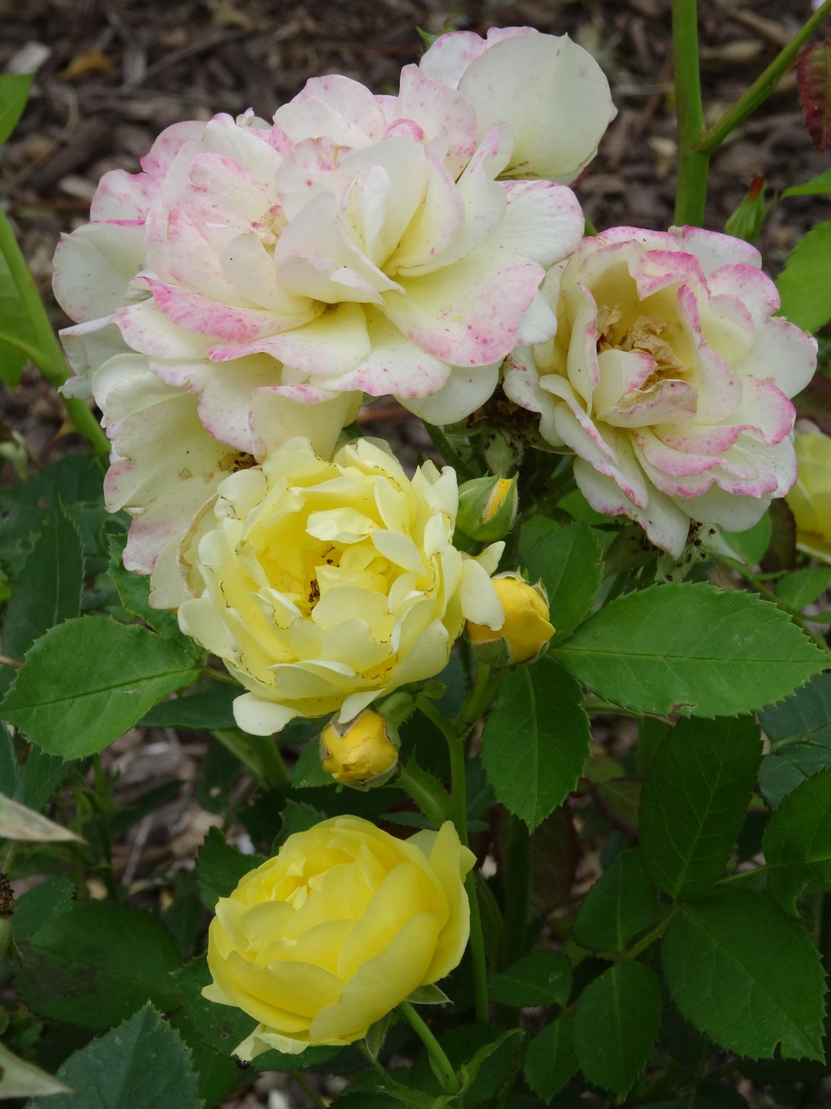 Les Chemins de la Rose (Val de Loire)