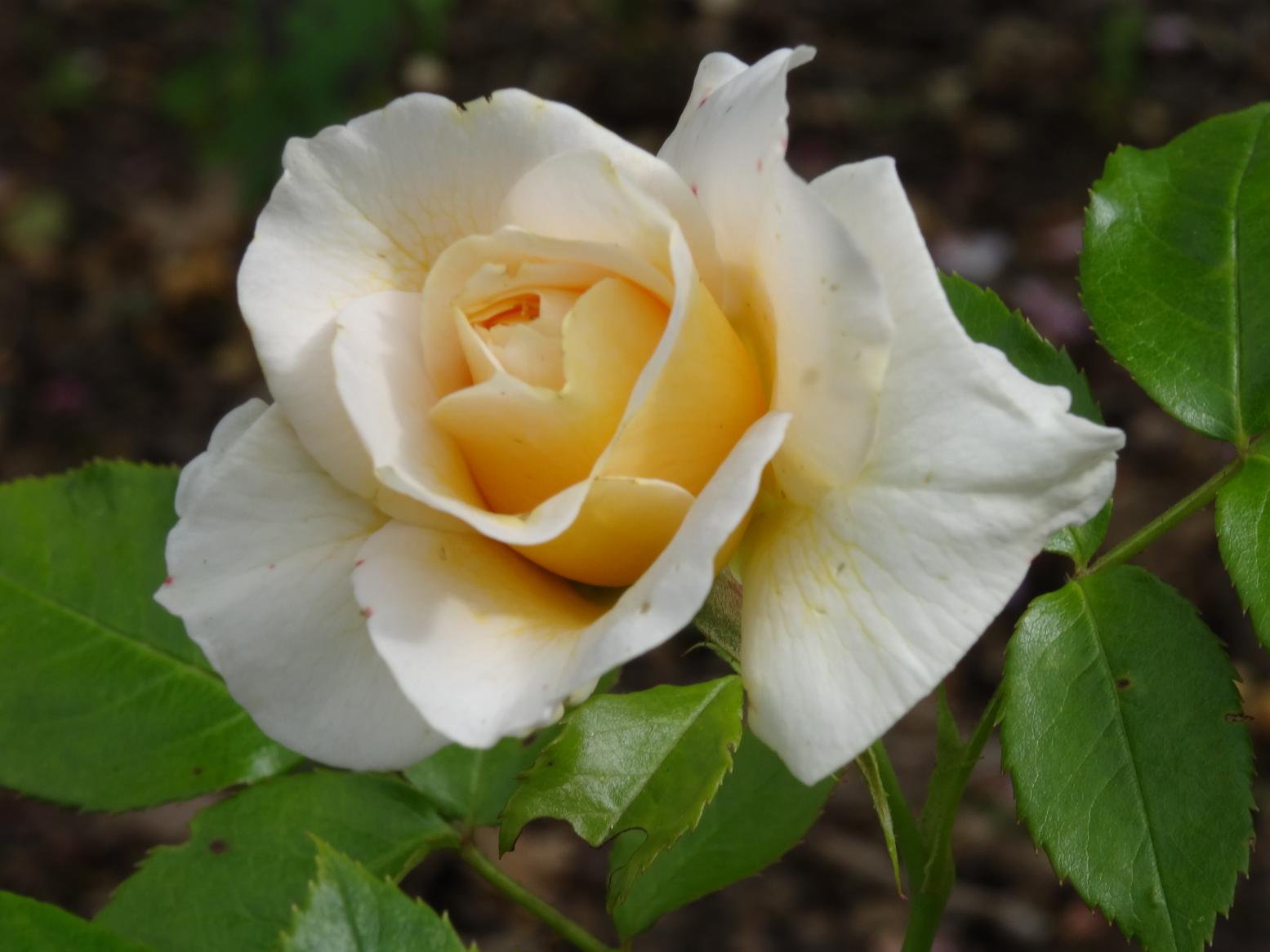 Les Chemins de la Rose (Val de Loire)