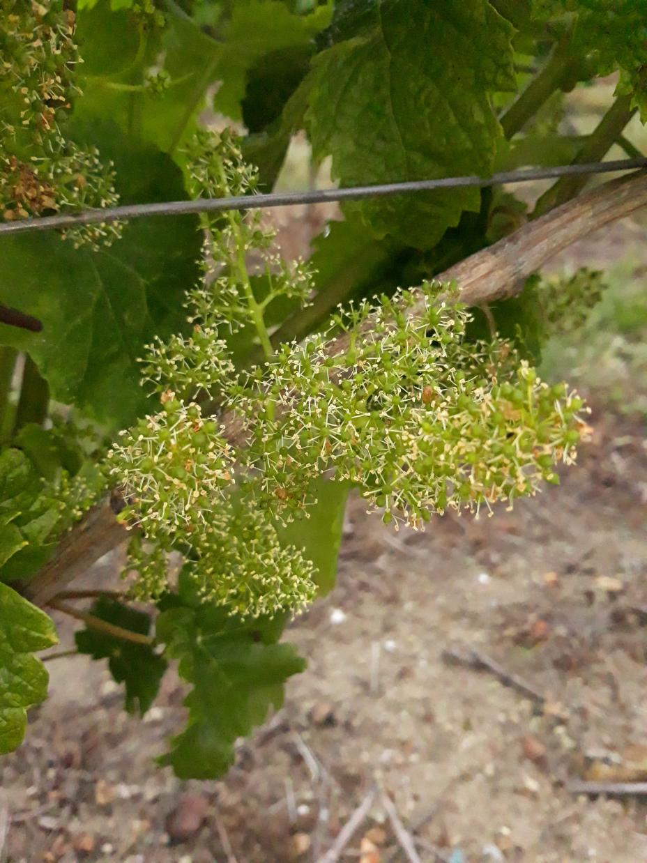 Montsoreau (Val de Loire)