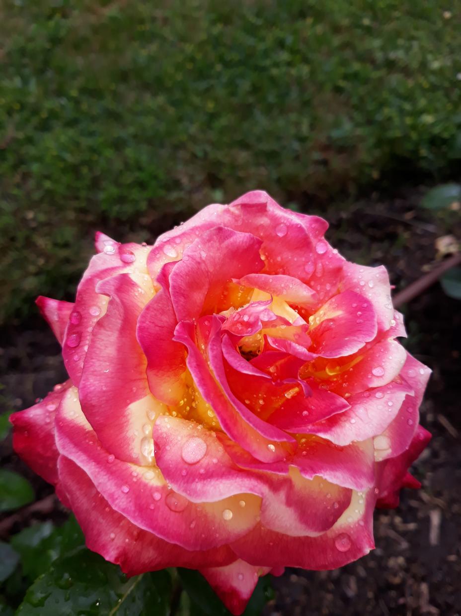 Roseraie Foulon (Val de Loire)