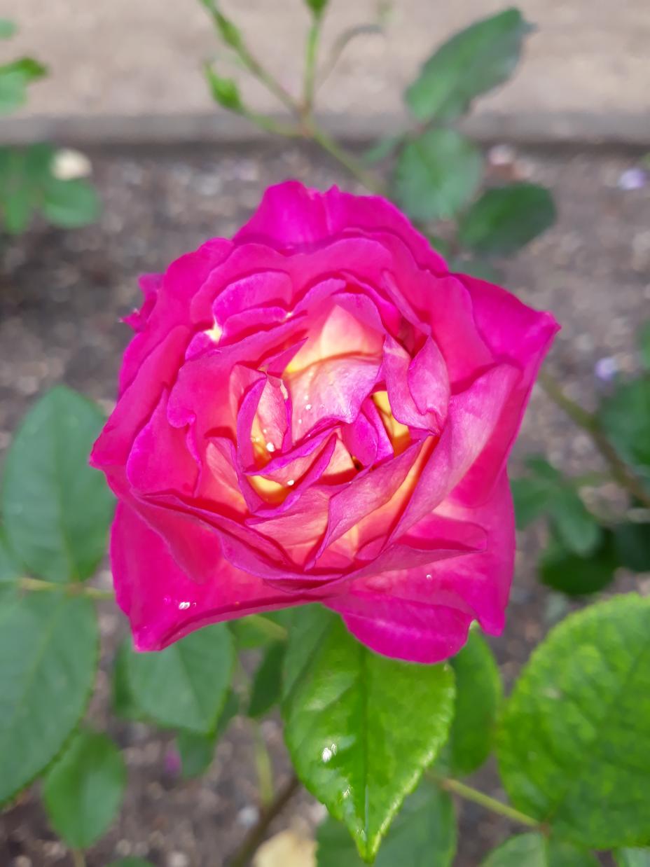 Roseraie Foulon (Val de Loire)